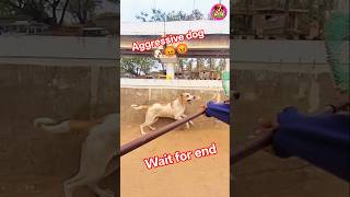 Fastest Dog in the World? Iska catch miss nahi hota! 🐕#AmazingCatch #RescueRevival #DogTraining
