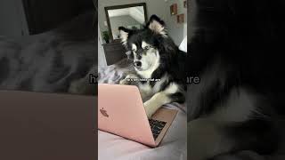 Proof my husky is trying to get rid of me #husky #huskies #dogvideos