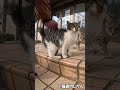 警戒されてる?子猫を触ったら大人猫が割って入ってきた #shorts #猫 #cat #बिल्ली #kedi