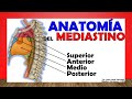 🥇 MEDIASTINO. Anatomía (Divisiones, Contenido, Limites)