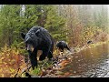 New Hampshire Trail Cam Wildlife 3