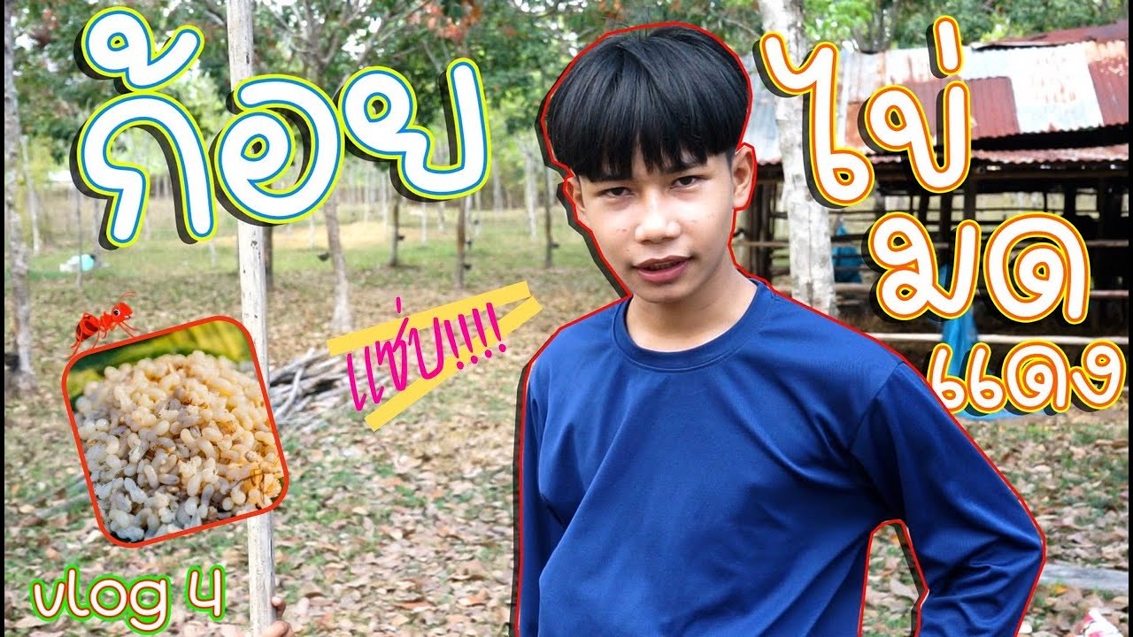 web.facebook.com คือ  Update  เชฟเเรียว :  หาเเหย่ไข่มดเเดง เอาไปก้อยเเซ่บขนาด!!! vlog 4