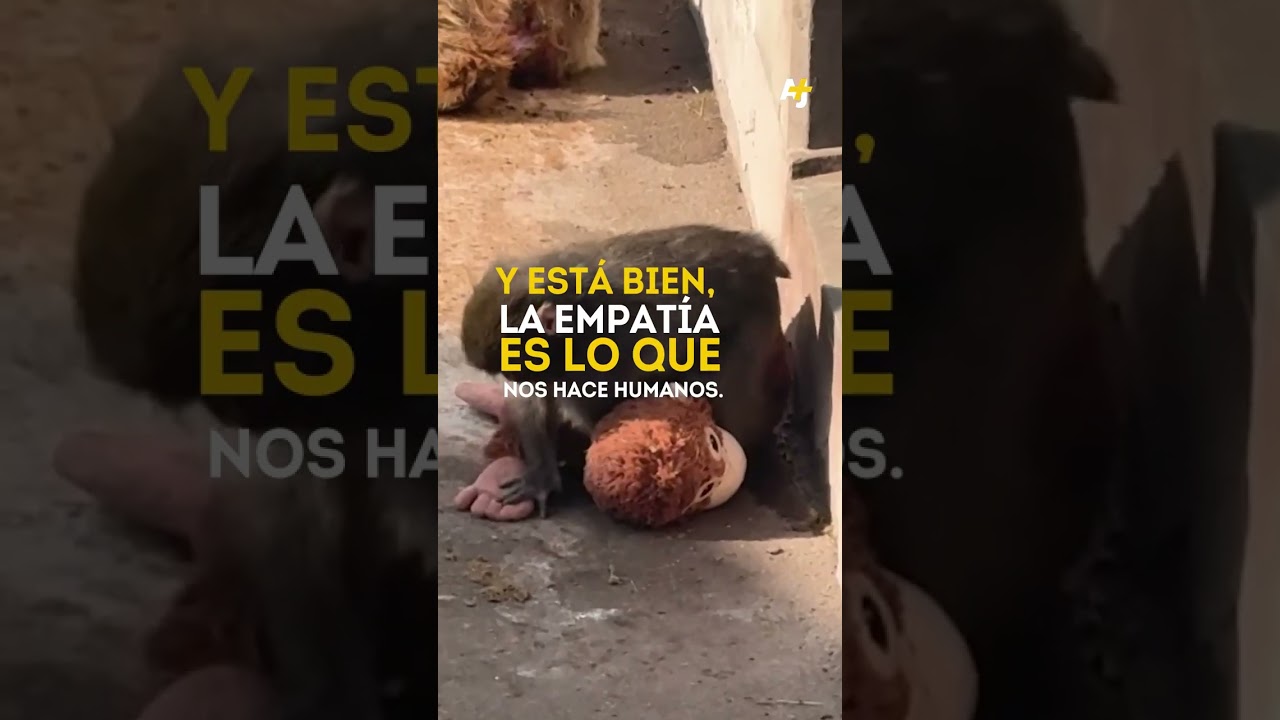 "تأثير اللكمة": لماذا يؤذينا القرد أكثر؟