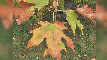 Why leaves change color: Science behind fall foliage