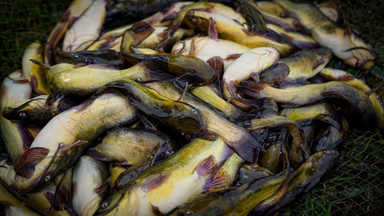 Törpeharcsagyérítés