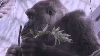 ゴリラのモモタロウパパが動くと家族全員が移動する【京都市動物園】