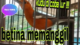 Sura Anis merah betina memanggil jantan neraktak ngecip ngecir #vidio _youtube