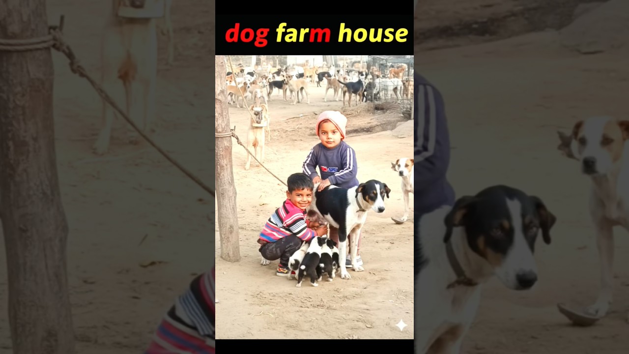 Kids vs Dog Farm 😂🐶  Cute Puppies & Funny Moments | 