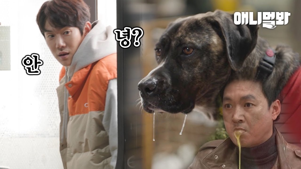 Реакции собак, видящих красивого человека LOL