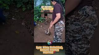 Chicken Missing for Days, Turns Out It Was Eaten by a Python‼️ #shorts #viral #viralvideo