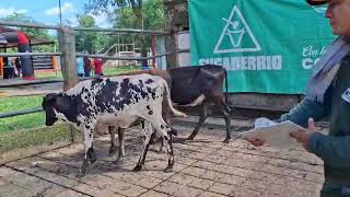 Lote Nro. 17
