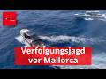 Verfolgungsjagd vor Mallorca: Mann klaut Yacht und flieht