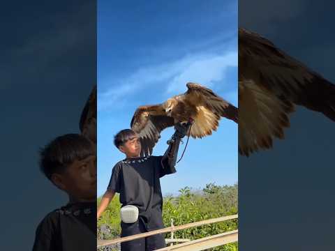 Bocah Pemanggil Elang! 🦅