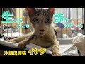 [緊急保護]#4(再)瀕死だった『イケジ』保護5日目・生きる事を諦めず頑張っています😢