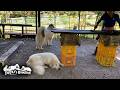 作業中のお父さんを警備する専属見守り隊のベルとリリーです　Great Pyrenees　グレートピレニーズ