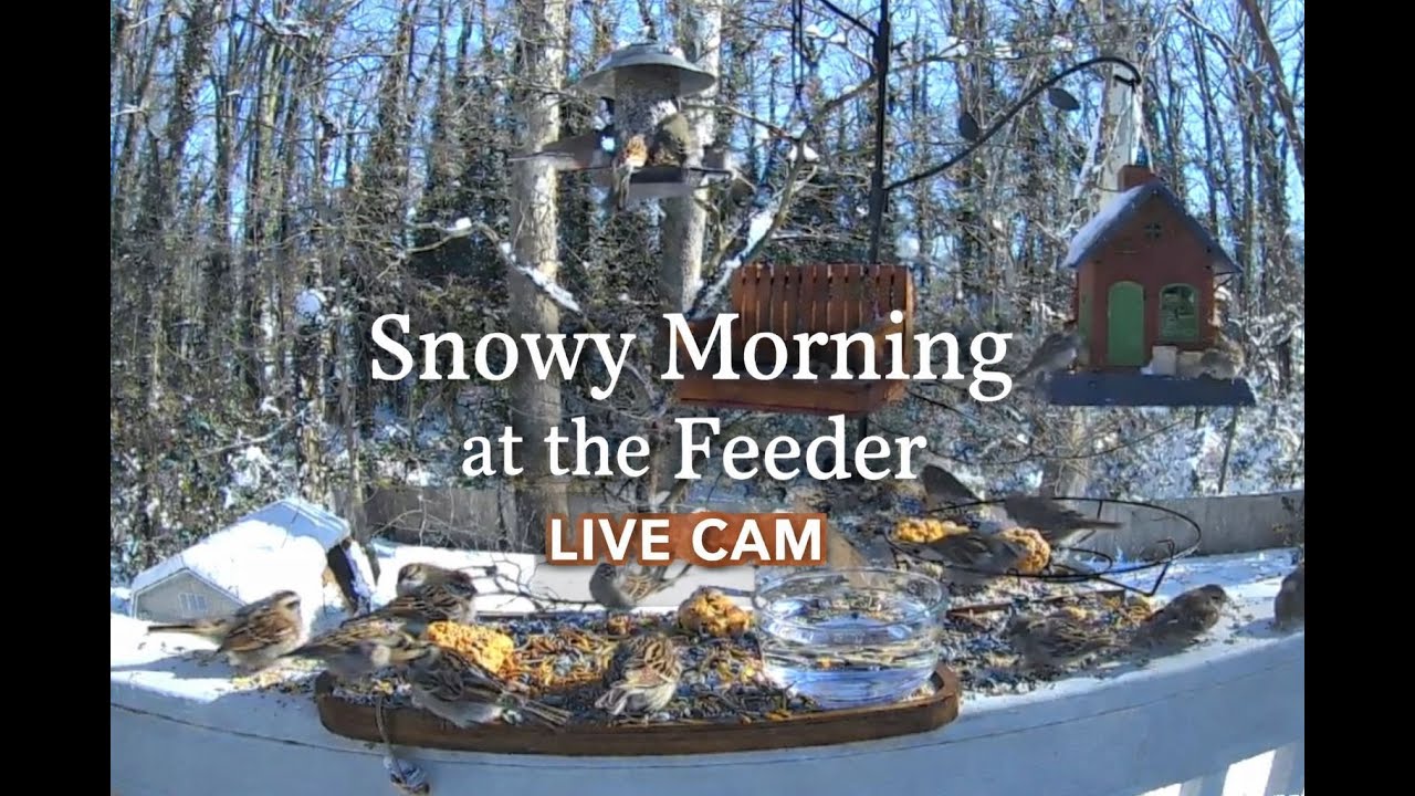 Snowy Morning at the Feeder - Birds and Squirrels Eating - Charlotte, North Carolina - 