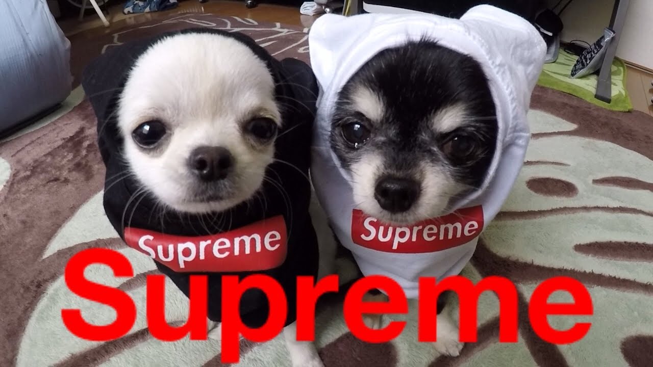 シリーズ犬の服 犬服の歴史に迫る Pety シリーズ犬の服 犬服の歴史に迫る Pety
