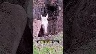 His Calm May Have Saved His Life 🙏🐴   #rescue #animals #heartwarming #horse