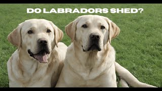 Do Labradors shed? | DoggieTalk