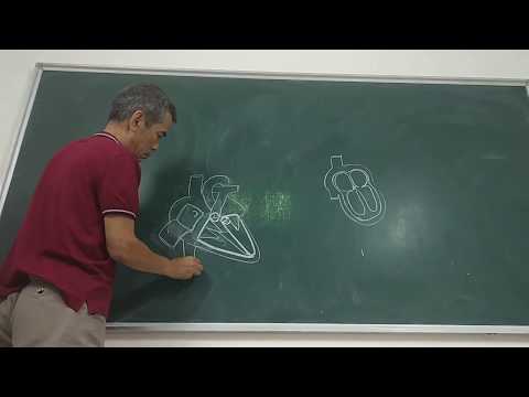 Video [GIẢI PHẪU 2019] TIM - Bài 8.1 Cấu tạo tim PHẦN 1/2 - YouTube