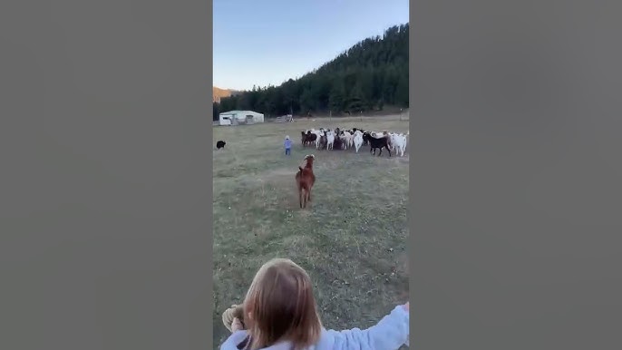My grandson - Goat wrangler! - YouTube