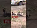 男子遭獅子壓制30分鐘後奇蹟生還－ BBC News 中文