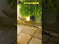 【猫劇場】一月一日