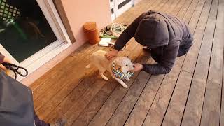 Welcome Dog Korea Ally Video Meeting Stranger