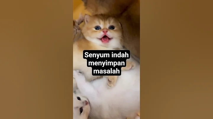 Video 11499091: funnycats cute cats animals, cat funny cute animals