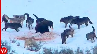 Look What Happened When These Wolves Surrounded Bear by WildLife Tales 1,179 views 8 months ago 8 minutes, 1 second