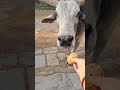 Asa #kya khya Nandi mahraj ne#jaishreeshyam🥰gau#shevak