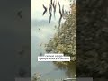 Дожди уничтожили озеро под Лепелем / #новостибеларуси