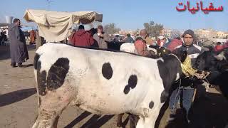 قصبة تادلة رحبة الابقار،لكم اثمنة  ،الكسابي،السمين...،فرجة ممتعة 21/11/15.رقم سفيان 0610286901