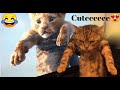 funny and cute animal video