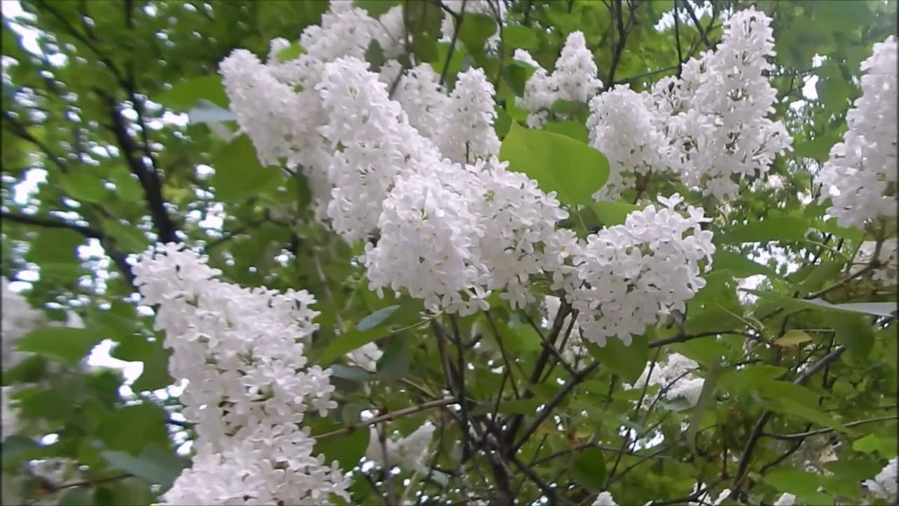 Песня сирень видео. Белая сирень песня. Наташа королёва белая сирень. Белая сирень Королева и Началова.