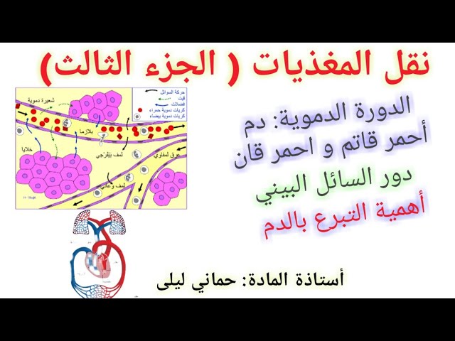 التغذية 8: نقل المغذيات:الدورة الدموية-دور اللمف البيني-أهمية التبرع بالدم ...