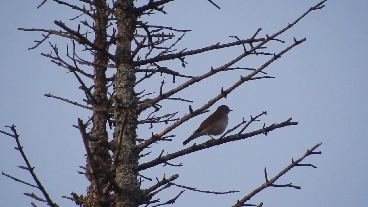 Bicknell's Thrush Whiteface Mountain 6/25/2017 