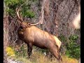 Backcountry Archery Elk Hunting 2021