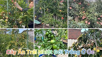 THAM QUAN VƯỜN CÂY ĂN TRÁI NHIỆT ĐỚI NHÀ ANH DŨNG CHỊ LAN VÙNG CAINLEA