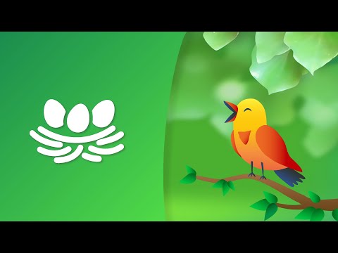 Video: Perintys paukščiai: vystymosi ir gyvenimo ypatumai
