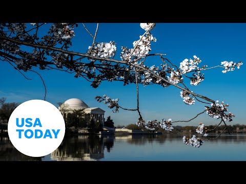 Yoshino cherry blossoms reach peak bloom at Washington’s Tidal Basin | USA TODAY