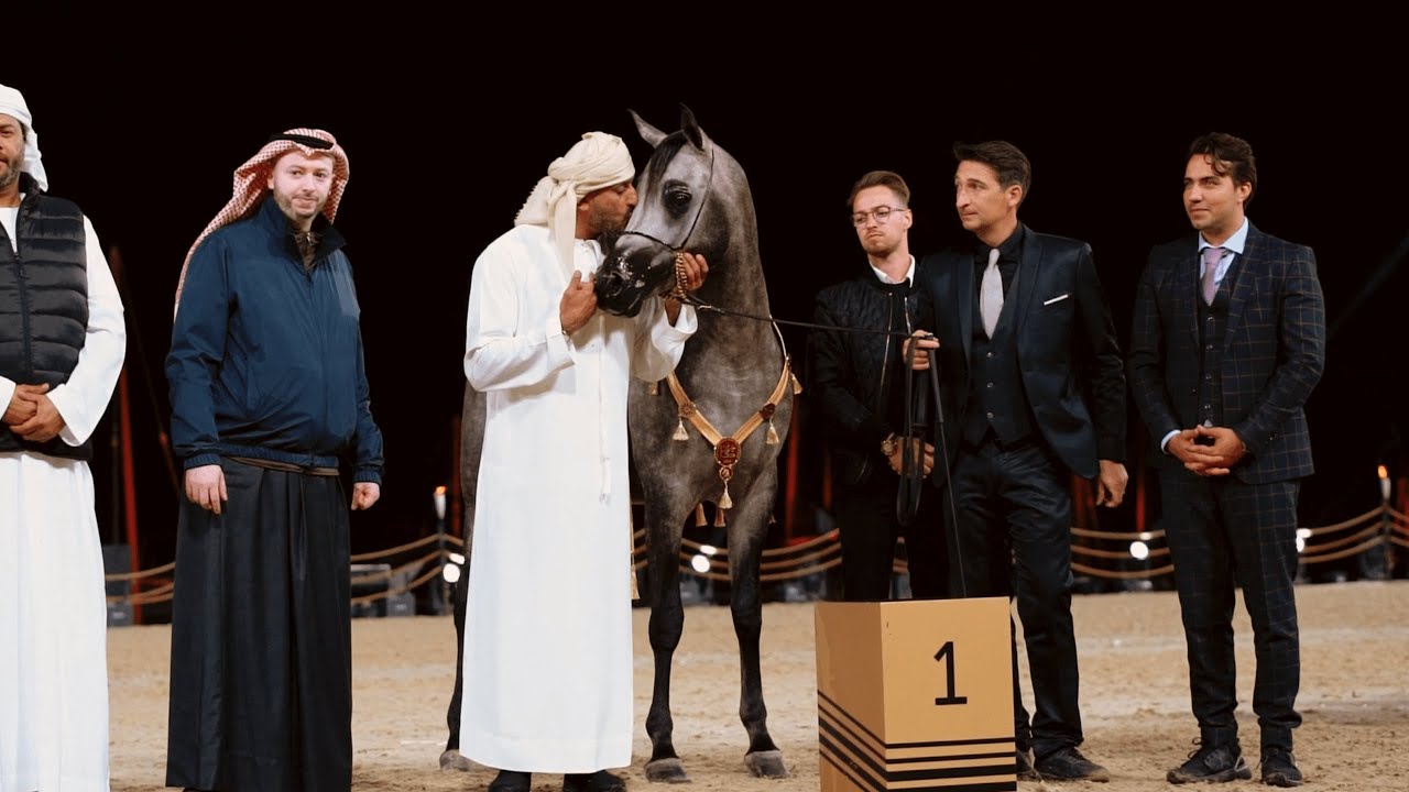 DUBAI STUD - Achievements, KIAHF 2023 Peninsula Show