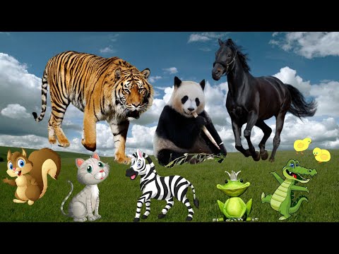 ANIMAL KINGDOM - HORSE, PANDA, TIGER, ELEPHANT, RHINO, LION, MONKEY, CAT..