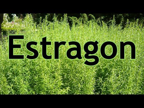 Video: Estragon: Merkmale Des Anbaus Und Der Verwendung