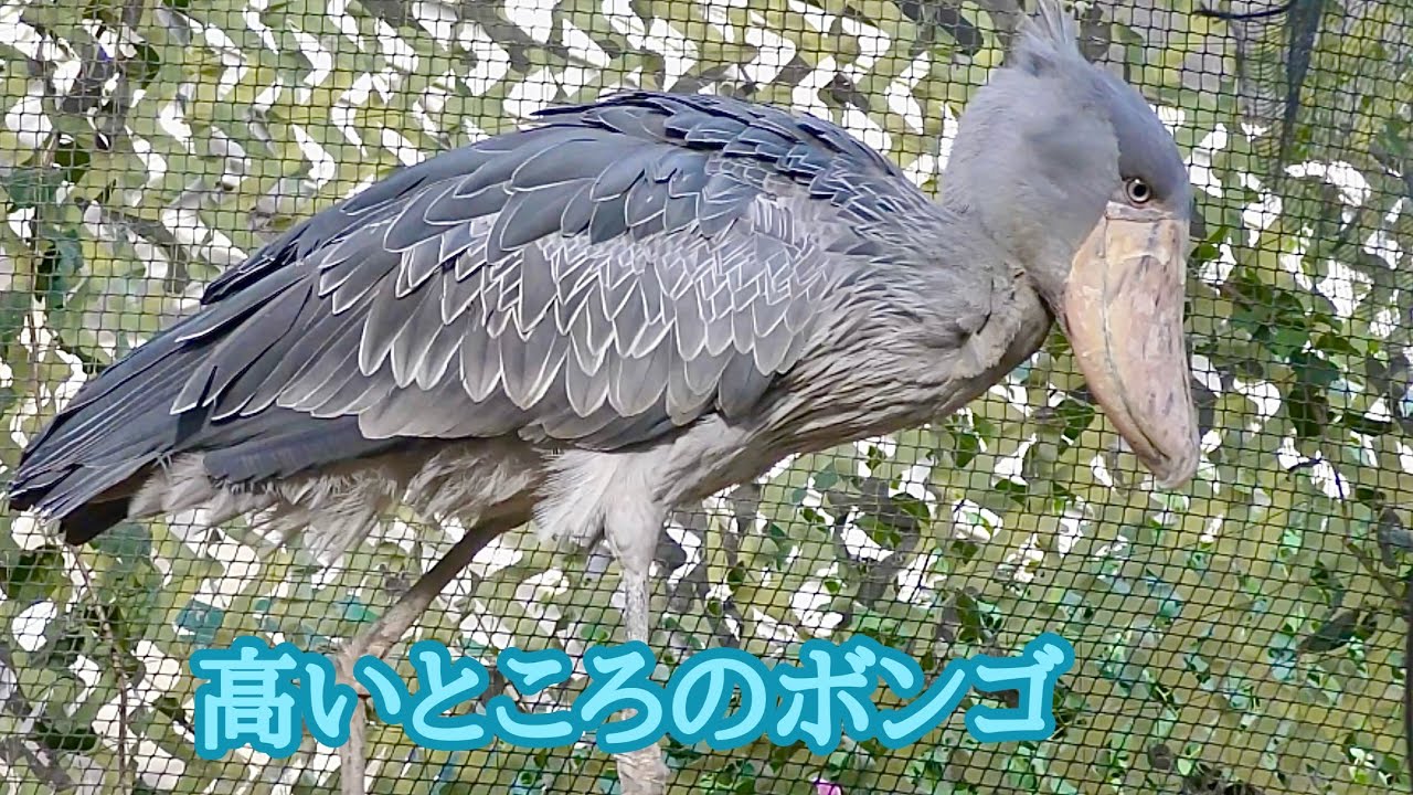 ハシビロコウ　ボンゴくん　高いところで何かお探し？【神戸どうぶつ王国】Shoebill Bongo-kun Kobe Animal Kingdom 