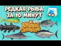 Как быстро поймать редкую рыбу (бесконечная наживка) в Animal Crossing: New Horizons (3+)