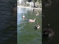 لس انجلس