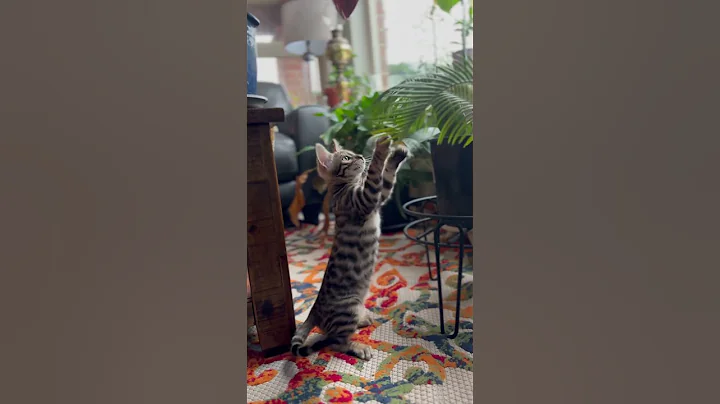 Watch the video about Bengal and plants #piano #kittensofinstagram #bengalkitty #bengalcat #catlover #kitty
