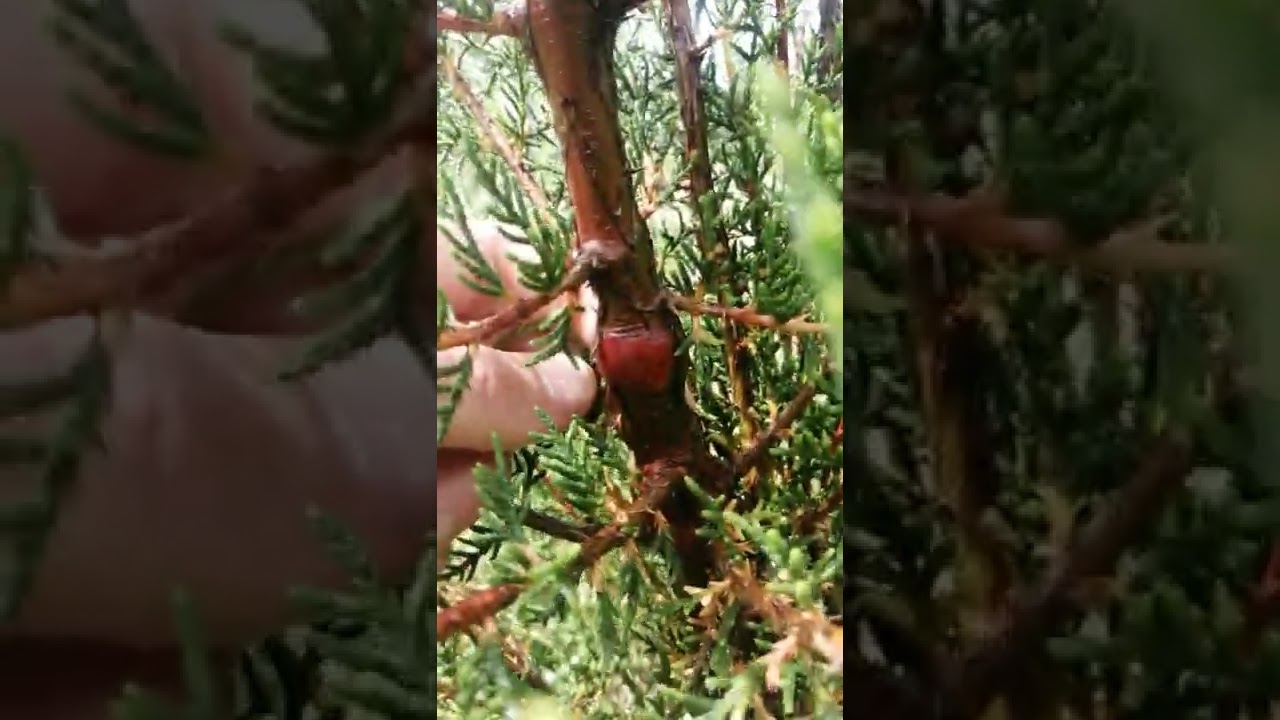 Кипарис вечнозелёный из семян и Литокарпус