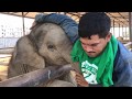 ช้างหัวโน เพราะซน พังสมบูรณ์ baby elephant